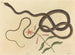 De gekke slang van de coachwhip - Mark Catesby — weergave van het kunstwerk