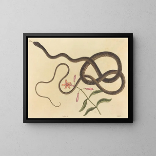 Mark Catesby - The Coachwhip Snake Coluber flagellum.webp