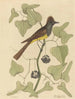 Le Moucherolle huppé Muscicapa cristata - Mark Catesby — weergave van het kunstwerk