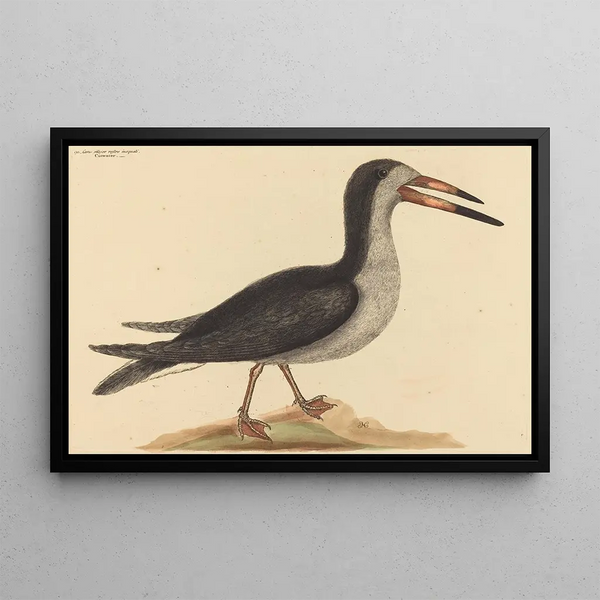 Mark Catesby - The Cutwater Rhynchops nigra.webp