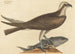 De zeearend Falco haliaetus - Mark Catesby — weergave van het kunstwerk