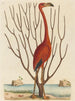 De roze flamingo Phoenicopterus ruber - Mark Catesby — weergave van het kunstwerk