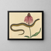 De glazen slang Anguis ventralis - Mark Catesby — ingelijst kunstwerk aan de muur