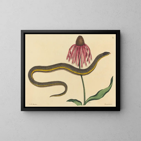 De glazen slang Anguis ventralis - Mark Catesby — ingelijst kunstwerk aan de muur
