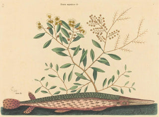 Mark Catesby - The Green Gar Fish Esox osseus.webp