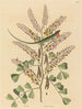 De groene hagedis van Jamaica Lacerta bullaris - Mark Catesby — weergave van het kunstwerk
