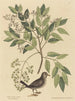 La Tourterelle terrestre Columba passerina - Mark Catesby — weergave van het kunstwerk