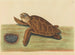 De schildpad - Mark Catesby — weergave van het kunstwerk