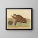 De schildpad - Mark Catesby — ingelijst kunstwerk aan de muur
