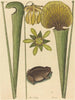 De landkikker Rana - Mark Catesby — weergave van het kunstwerk