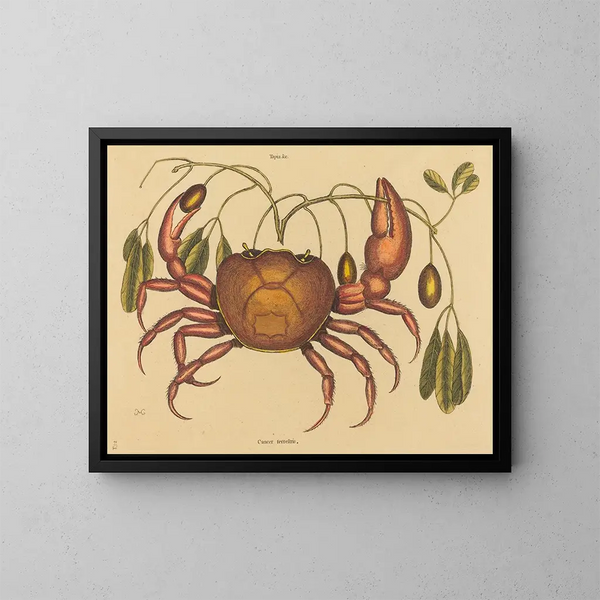 De landkrab Cancer ruricola - Mark Catesby — ingelijst kunstwerk aan de muur