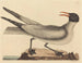 La mouette rieuse - Mark Catesby — weergave van het kunstwerk