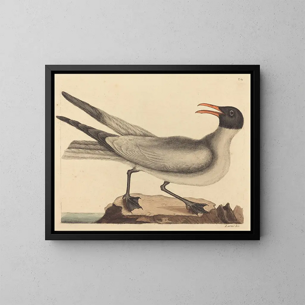 La mouette rieuse - Mark Catesby — ingelijst kunstwerk aan de muur