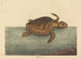La tortue caouanne Testudo cavanna - Mark Catesby — weergave van het kunstwerk