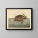 La tortue caouanne Testudo cavanna - Mark Catesby — ingelijst kunstwerk aan de muur