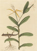 Le Lézard de Lyon Lacerta 6-lineata - Mark Catesby — weergave van het kunstwerk