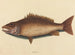 De grijze vivaneau - Mark Catesby — weergave van het kunstwerk