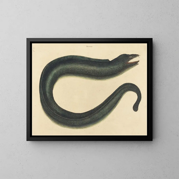 La murène helena - Mark Catesby — ingelijst kunstwerk aan de muur