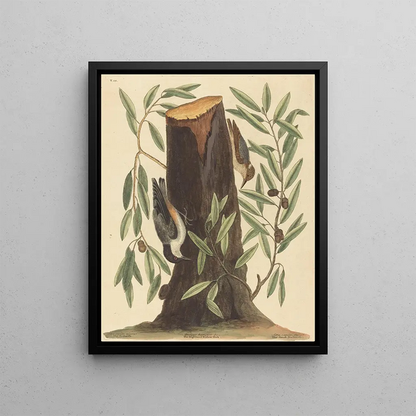 Mark Catesby - The Nuthatch Sitta Europaea.webp