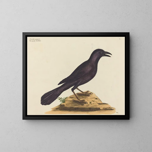 De paarse raaf - Mark Catesby — ingelijst kunstwerk aan de muur
