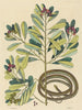 De slang lint Coluber saurita - Mark Catesby — weergave van het kunstwerk