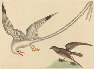 Mark Catesby - The Ricebird Emberiza oryzivora.webp