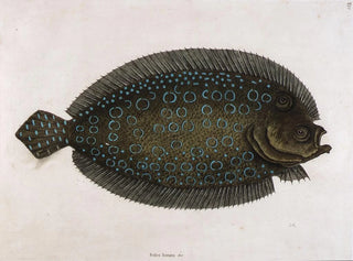Mark Catesby - The Sole Solea lunata  c.webp