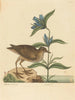 Le Soree Rallus virginianus - Mark Catesby — weergave van het kunstwerk