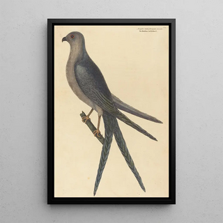 Mark Catesby - The Swallow Tail Hawk Falco furcatus.webp