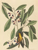 De gele mezen - Mark Catesby — weergave van het kunstwerk