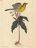 De mezenvogel - Mark Catesby — weergave van het kunstwerk