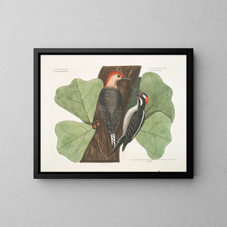 Mark Catesby - The red bellyd Woodpecker The hairy Woodpecker  Black Oak.webp