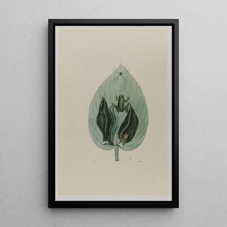 Mark Catesby - Tree Frog.webp