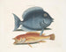 De rhomboïdale merel en de gele vis - Mark Catesby — weergave van het kunstwerk
