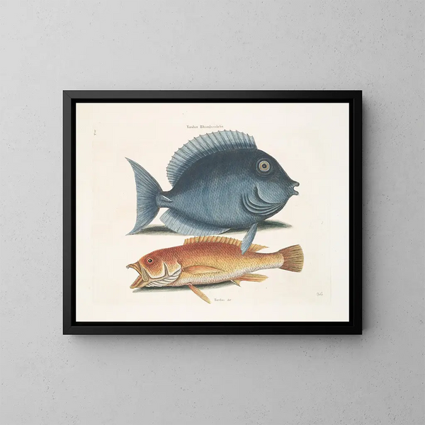 Le merle rhomboïdal et le poisson jaune - Mark Catesby — framed artwork on a wall
