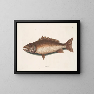 Mark Catesby - Turdus c The mangrove Snapper.webp