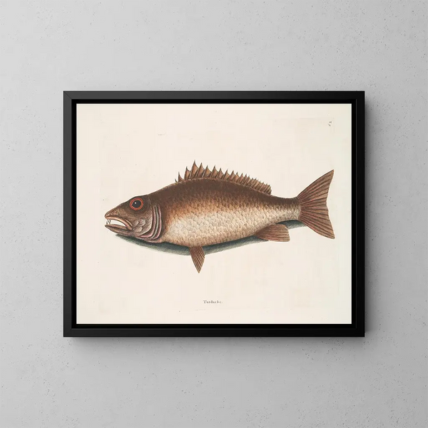 The mangrove hake - Mark Catesby — framed artwork on a wall
