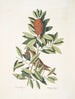 De kleine Vraai De kleine Vraai Caribische hulst met getande bladeren en rode bessen De hulst Dahoon - Mark Catesby — weergave van het kunstwerk