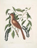 Turdus ruffus La Thruth couleur renard Ceraso similis arbuscula c De trosjes Zwarte kers - Mark Catesby — weergave van het kunstwerk
