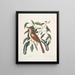 Turdus ruffus La Thruth couleur renard Ceraso similis arbuscula c De trosjes Zwarte kers - Mark Catesby — ingelijst kunstwerk aan de muur