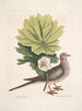 Turtur caroliniensis, de schildpad van Caroline, anapodophyllon canadense, de may apple - Mark Catesby — weergave van het kunstwerk