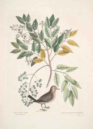 Mark Catesby - Turtur minimus guttatus The Ground Dove Zanthoxylum spinosum Lentisci foliis c The Pellitory or Toothach Tree.webp
