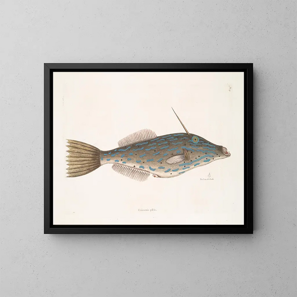 the Bahamas unicorn fish, the shape of a tooth - Mark Catesby — framed artwork on a wall