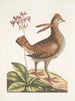 Urogallus minor - Mark Catesby — weergave van het kunstwerk