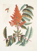 Guêpe ichneumon tripilis pennsylvanien Rhus glabrum Panicula speciosa crimson - Mark Catesby — weergave van het kunstwerk