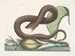 Vipère brune - Mark Catesby — weergave van het kunstwerk