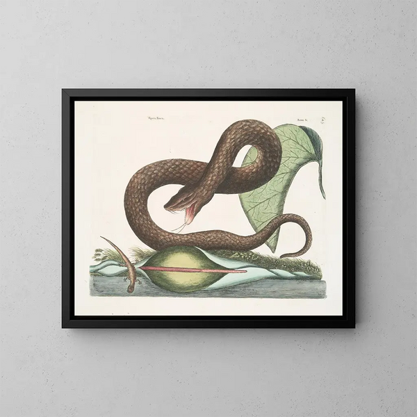 Vipère brune - Mark Catesby — framed artwork on a wall