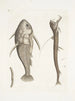 Vipera marina La Vipermouth Cataphractus americanus - Mark Catesby — weergave van het kunstwerk