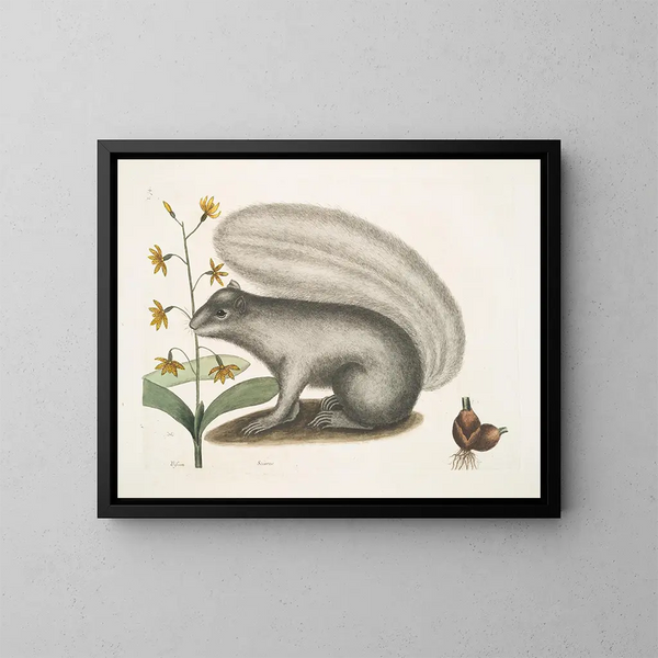 Viscum Sciurus, the gray raccoon - Mark Catesby — framed artwork on a wall