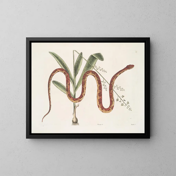 Viscum c. Anguis c. The Wheat Snake - Mark Catesby — framed artwork on a wall